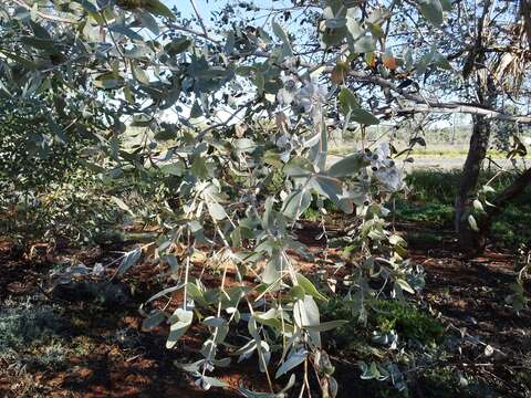 Image of Eucalyptus gamophylla F. Müll.