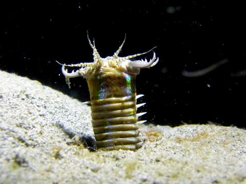 Image of Aphrodite worm