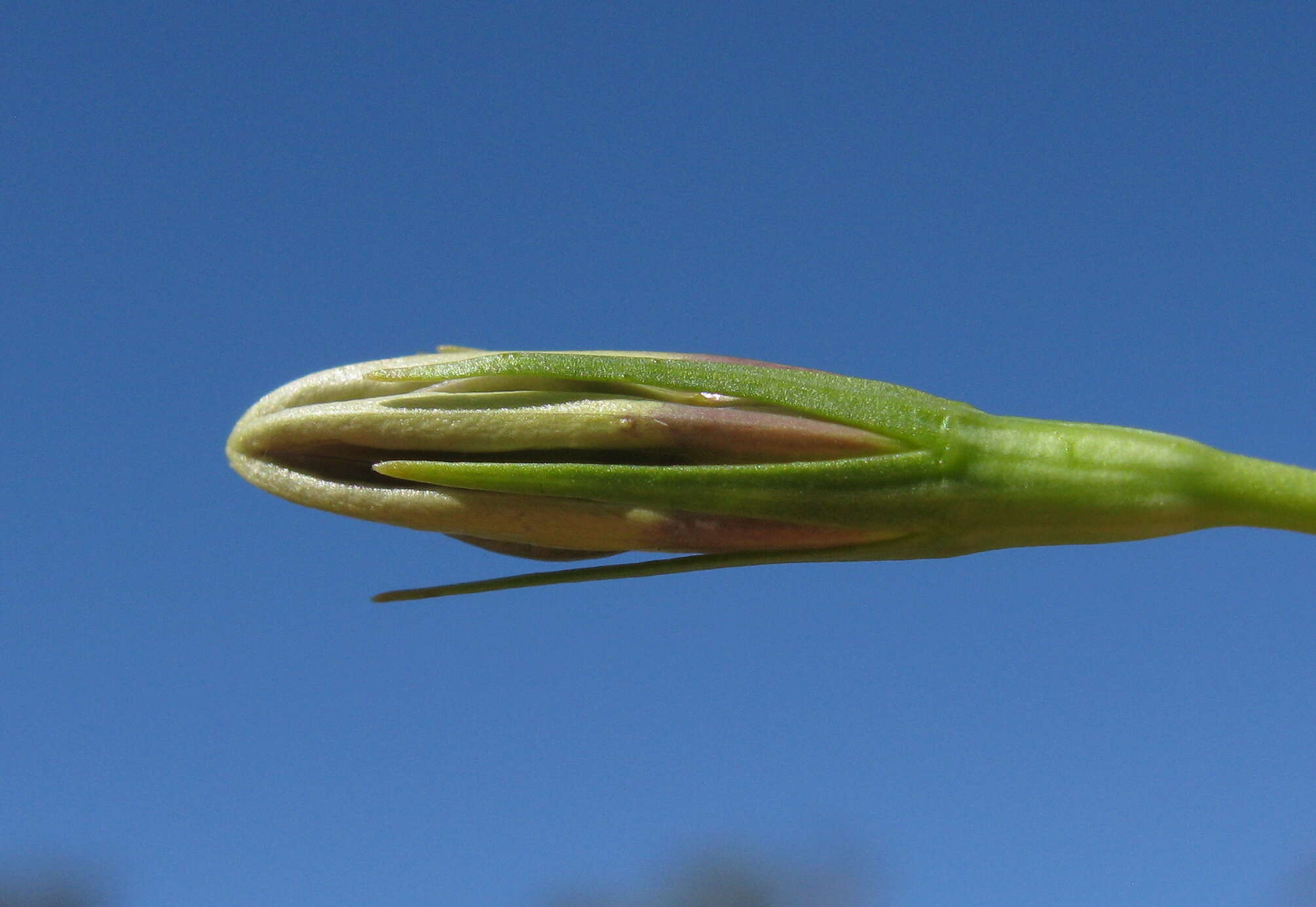 صورة Wahlenbergia stricta (R. Br.) Sweet