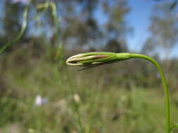 صورة Wahlenbergia stricta (R. Br.) Sweet