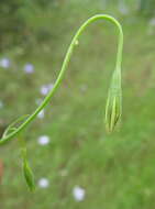 Image of Wahlenbergia stricta (R. Br.) Sweet