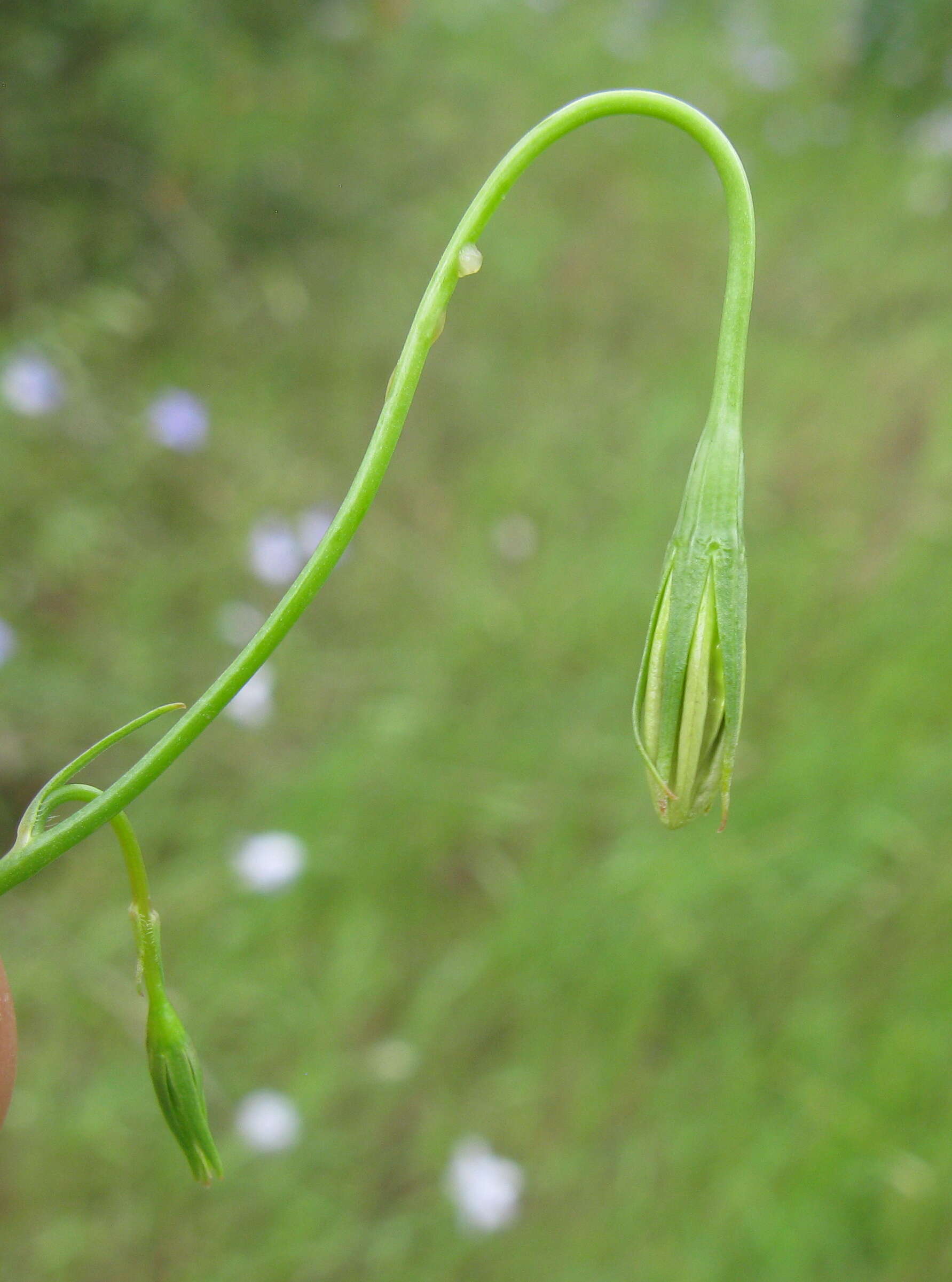 Image of Wahlenbergia stricta (R. Br.) Sweet