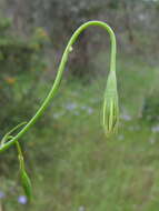 Image of Wahlenbergia stricta (R. Br.) Sweet