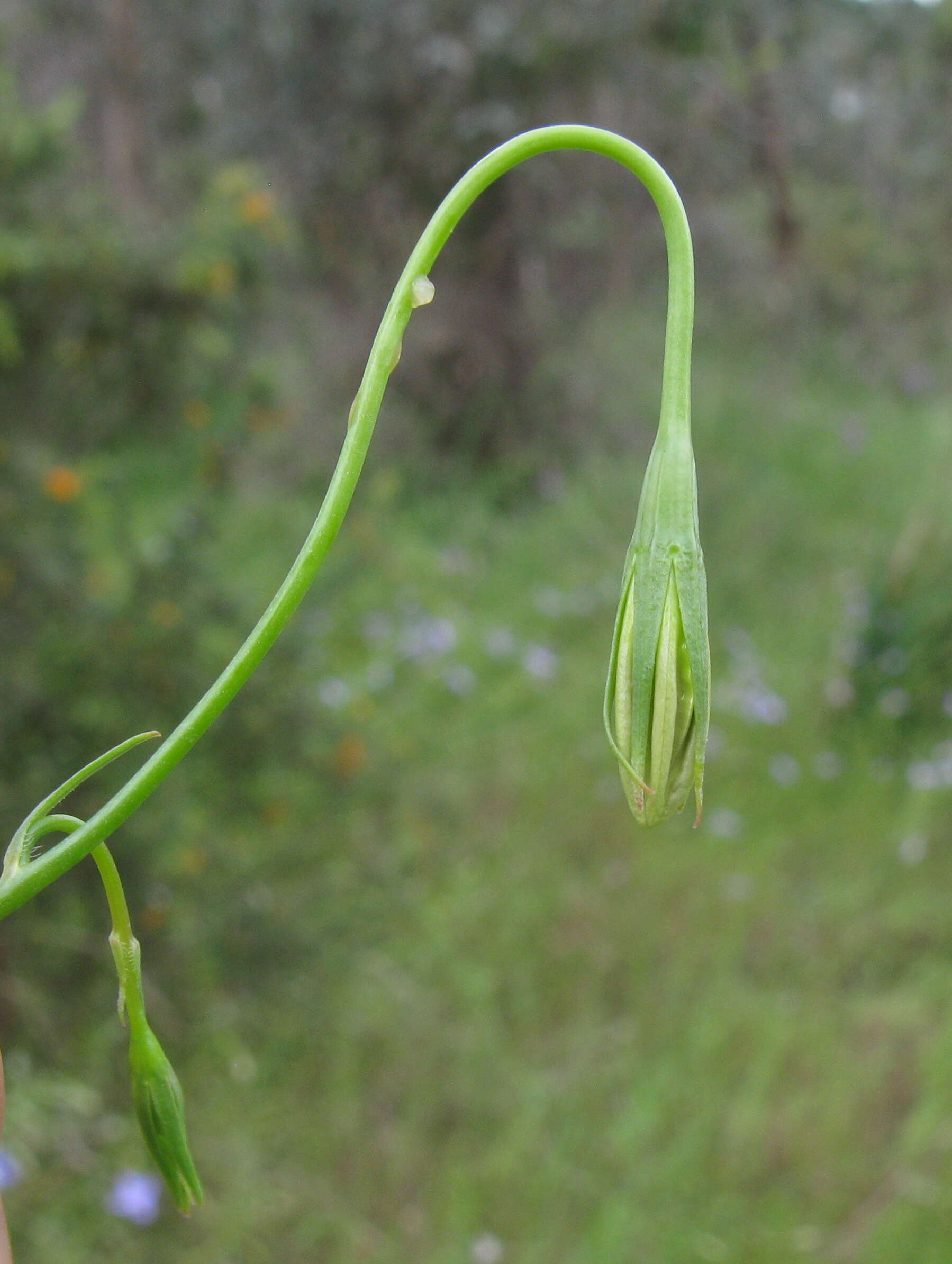 Image of Wahlenbergia stricta (R. Br.) Sweet