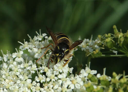 Image of Norwegian Wasp