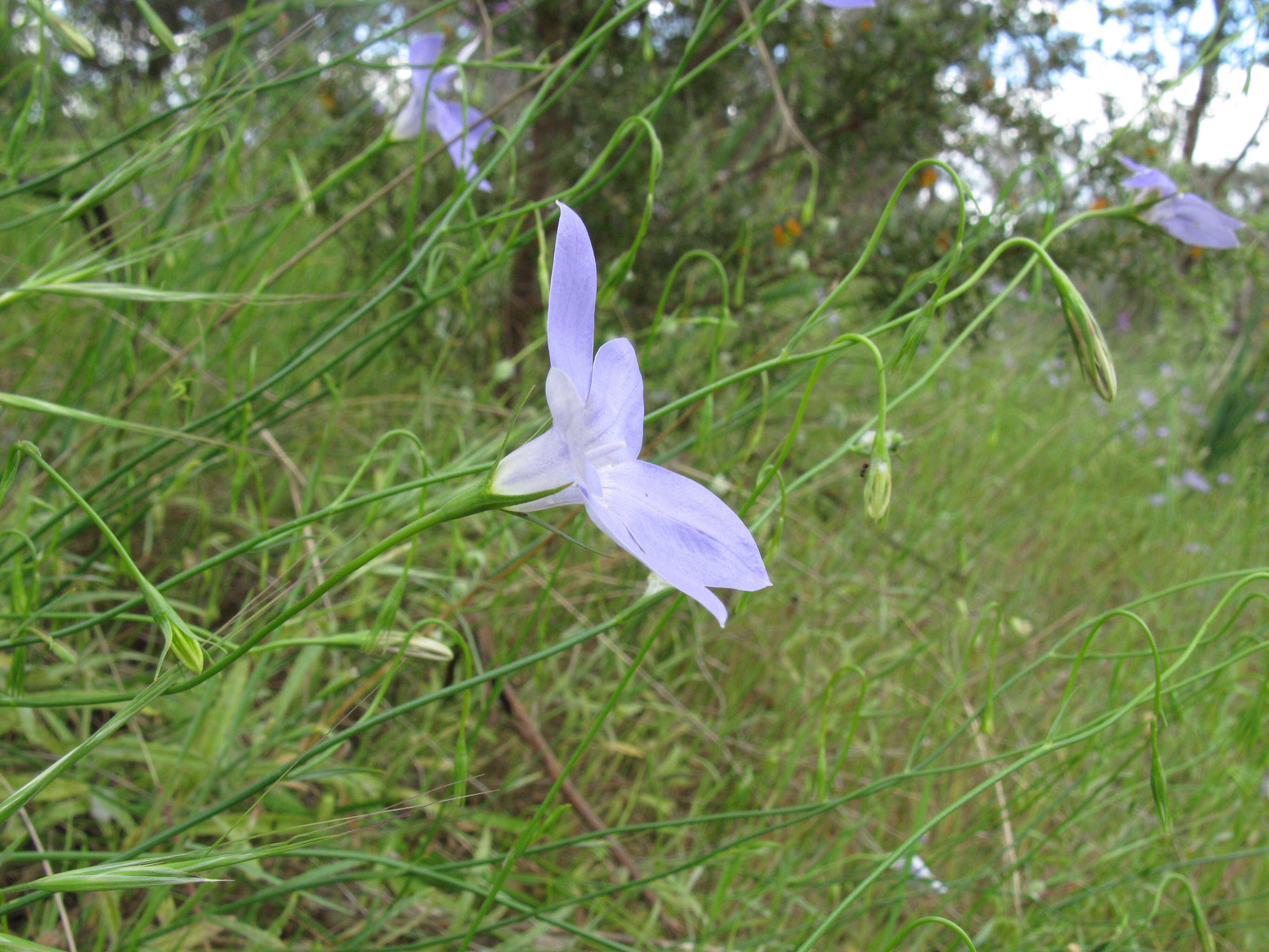 صورة Wahlenbergia stricta (R. Br.) Sweet