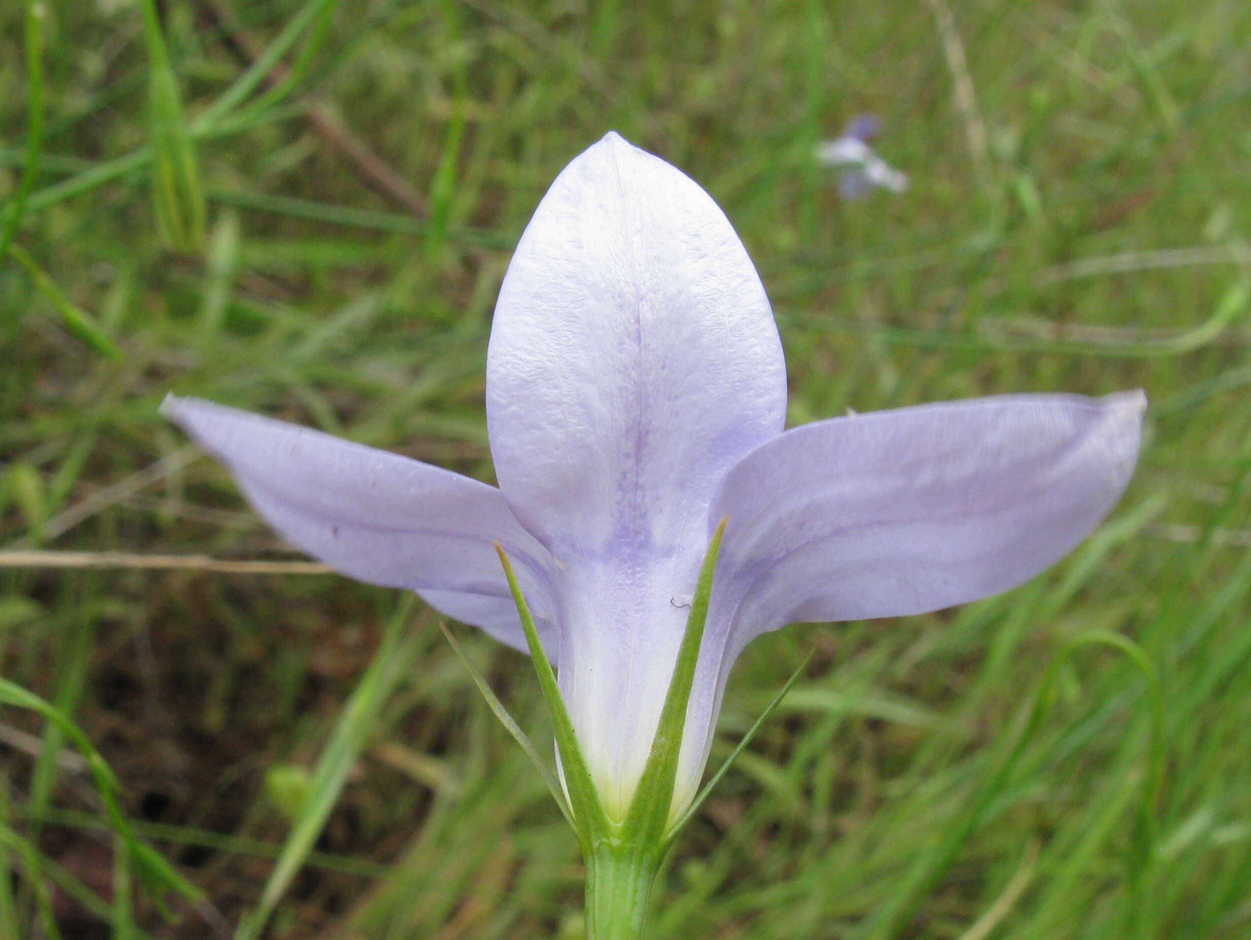 صورة Wahlenbergia stricta (R. Br.) Sweet