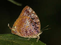 Image de Arhopala anthelus (Westwood (1852))