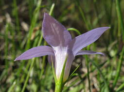 صورة Wahlenbergia stricta (R. Br.) Sweet