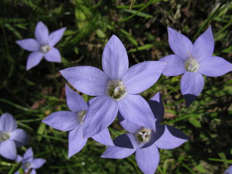 صورة Wahlenbergia stricta (R. Br.) Sweet