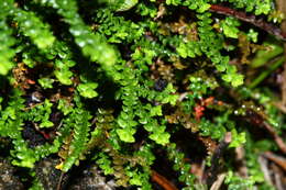 Image of Selaginella rossii (Bak.) Warb.