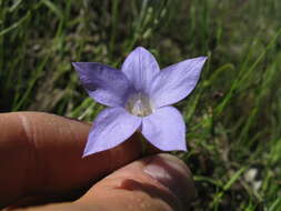 صورة Wahlenbergia stricta (R. Br.) Sweet