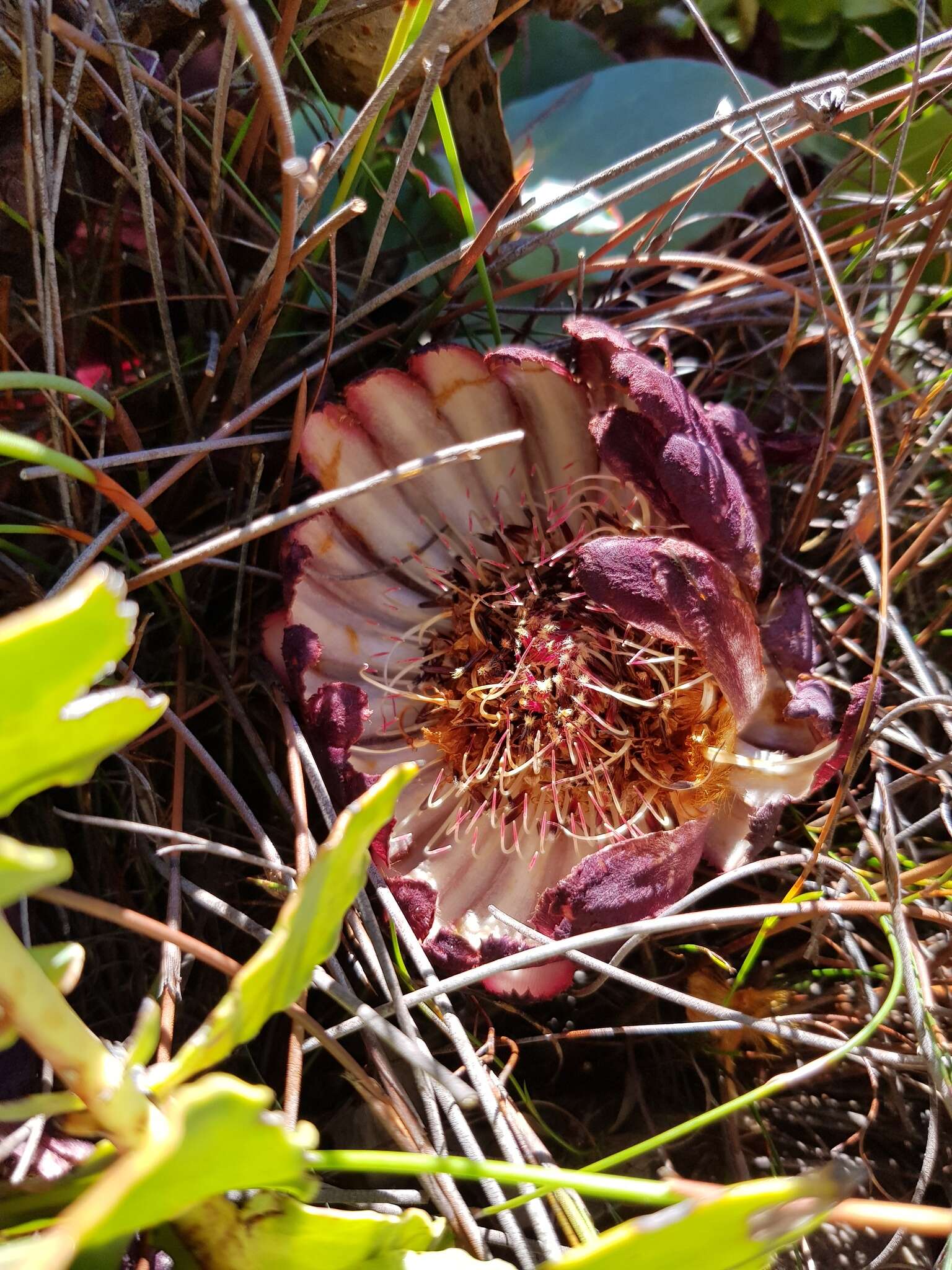 Image de Protea amplexicaulis (Salisb.) R. Br.