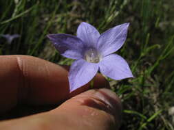 صورة Wahlenbergia stricta (R. Br.) Sweet