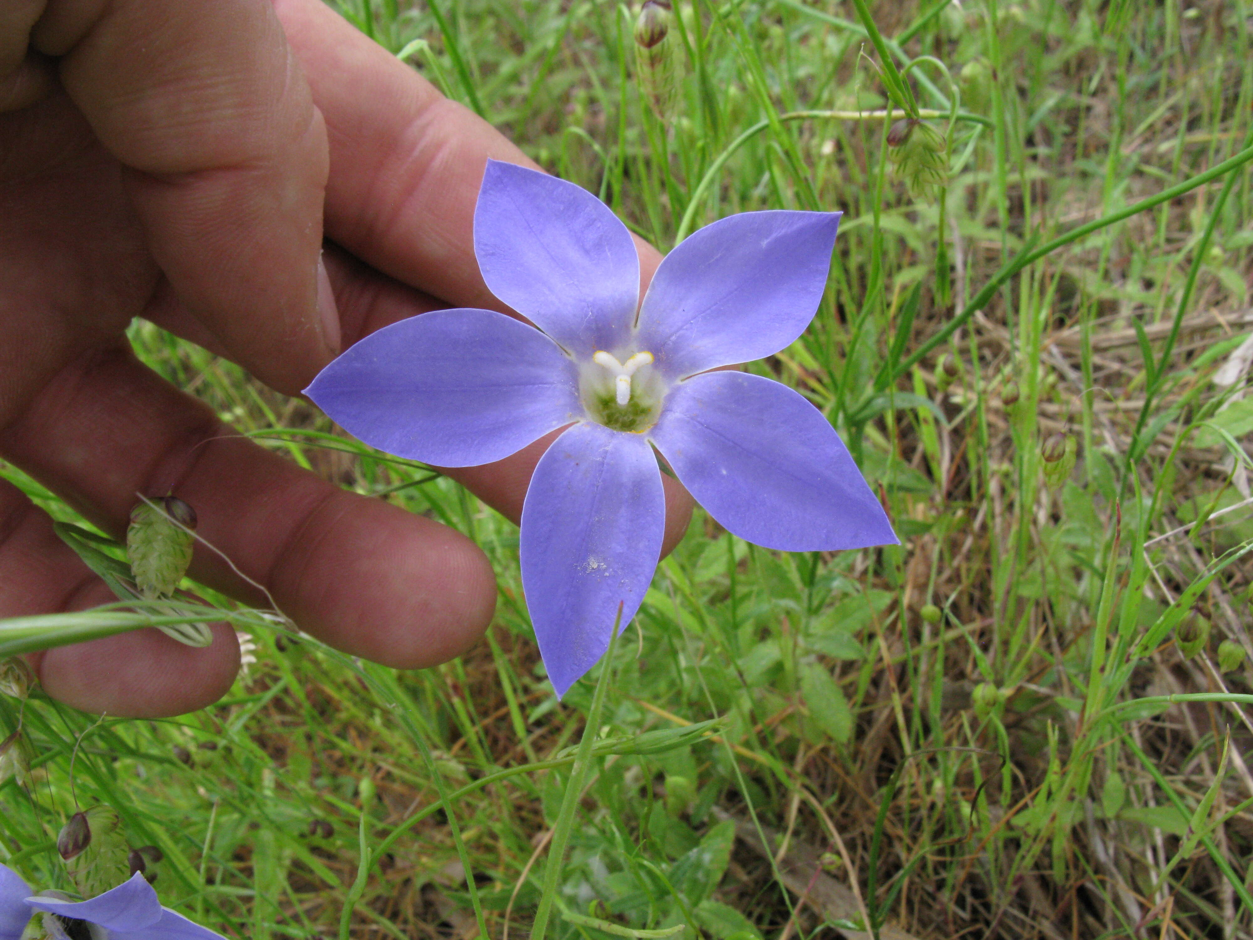 Image of Wahlenbergia stricta (R. Br.) Sweet