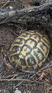 Image of Western Hermann's Tortoise