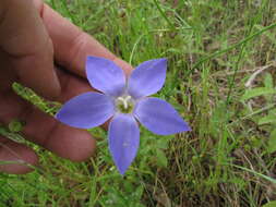 صورة Wahlenbergia stricta (R. Br.) Sweet