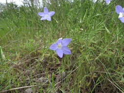 Image of Wahlenbergia stricta (R. Br.) Sweet