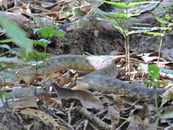 Image of Big-eyed mountain keelback