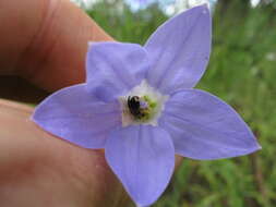 Image of Wahlenbergia stricta (R. Br.) Sweet