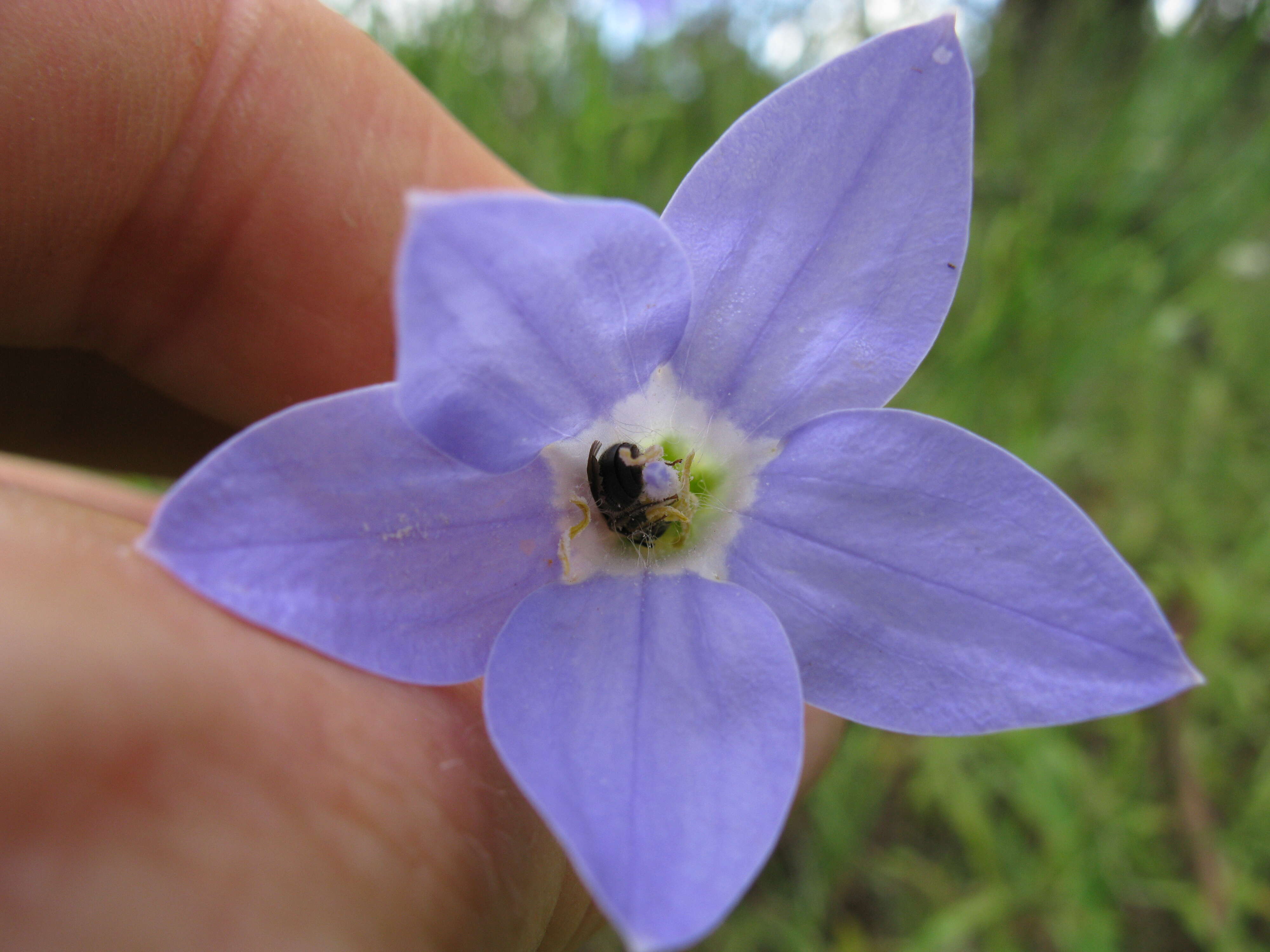 Image of Wahlenbergia stricta (R. Br.) Sweet