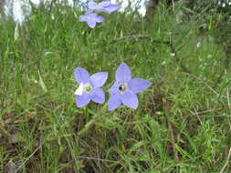 صورة Wahlenbergia stricta (R. Br.) Sweet