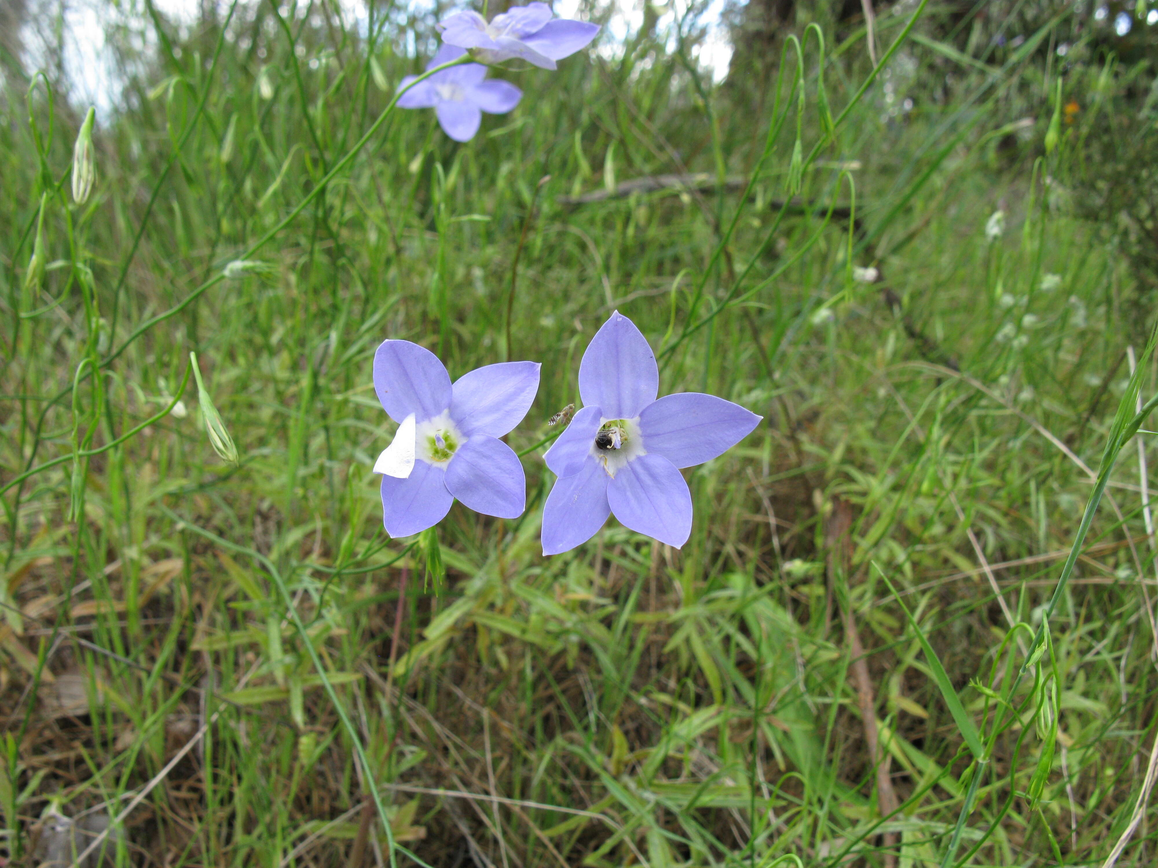 صورة Wahlenbergia stricta (R. Br.) Sweet