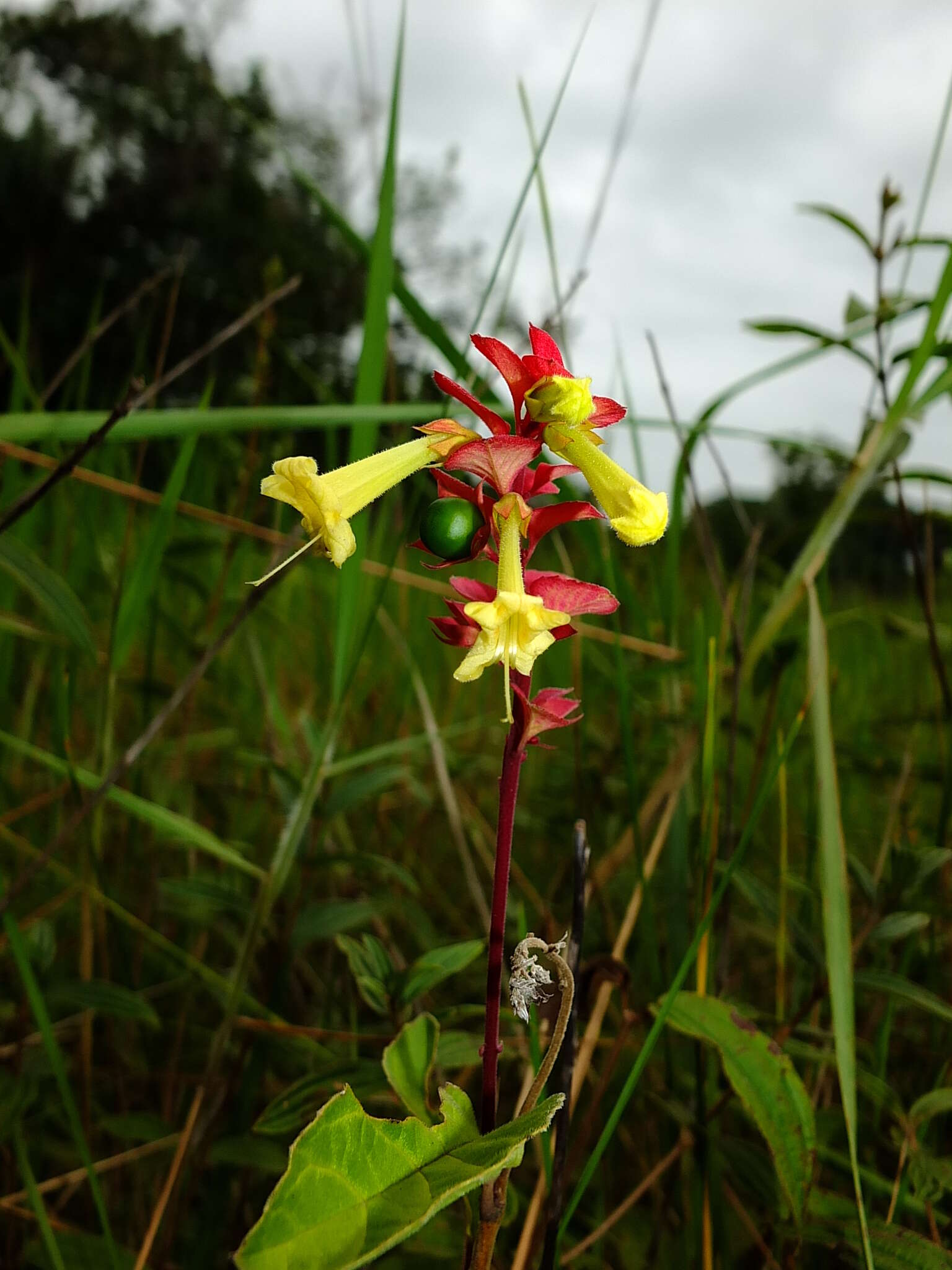 Image of Amasonia campestris (Aubl.) Moldenke