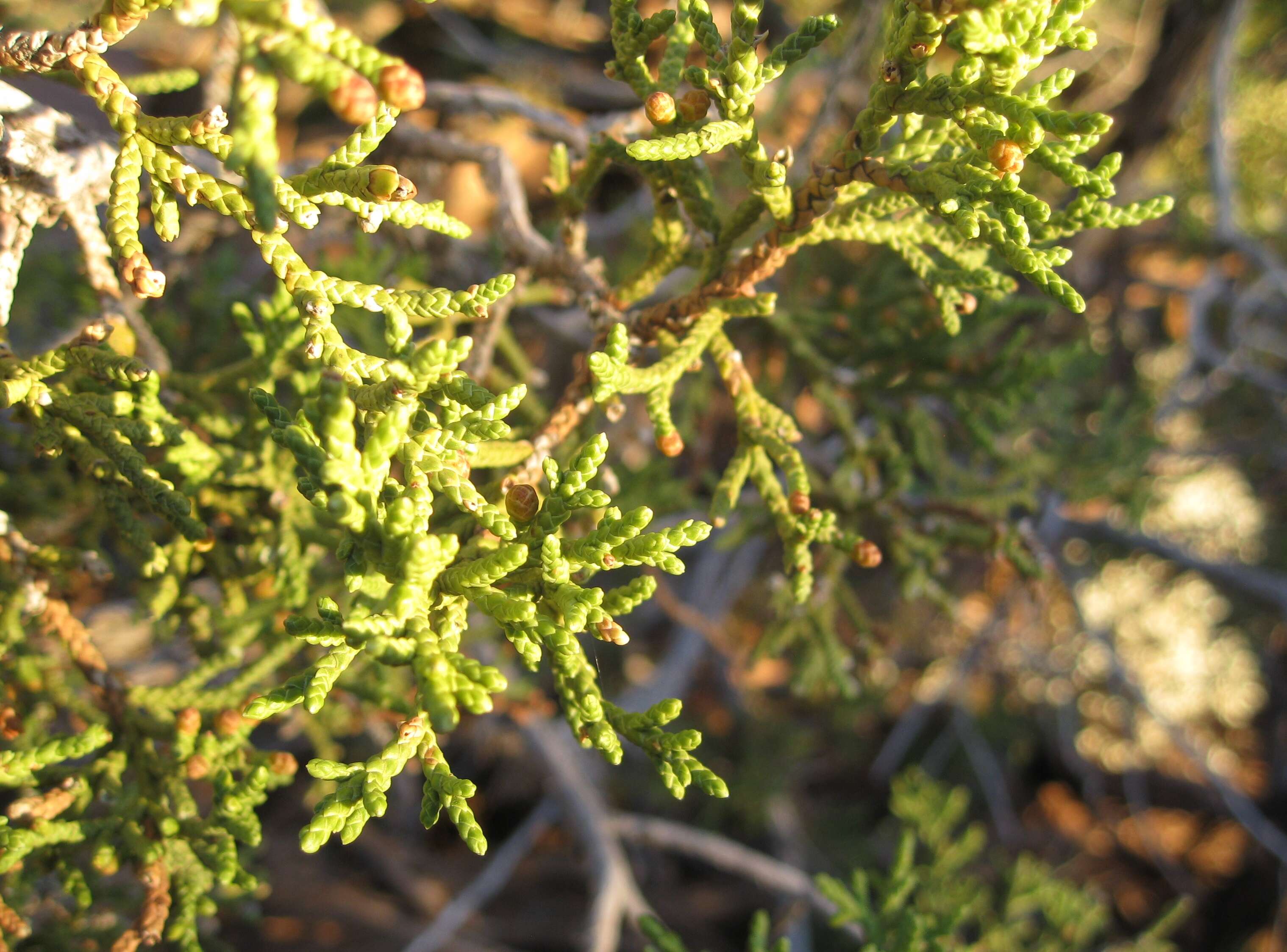 Image of Bigberry Juniper