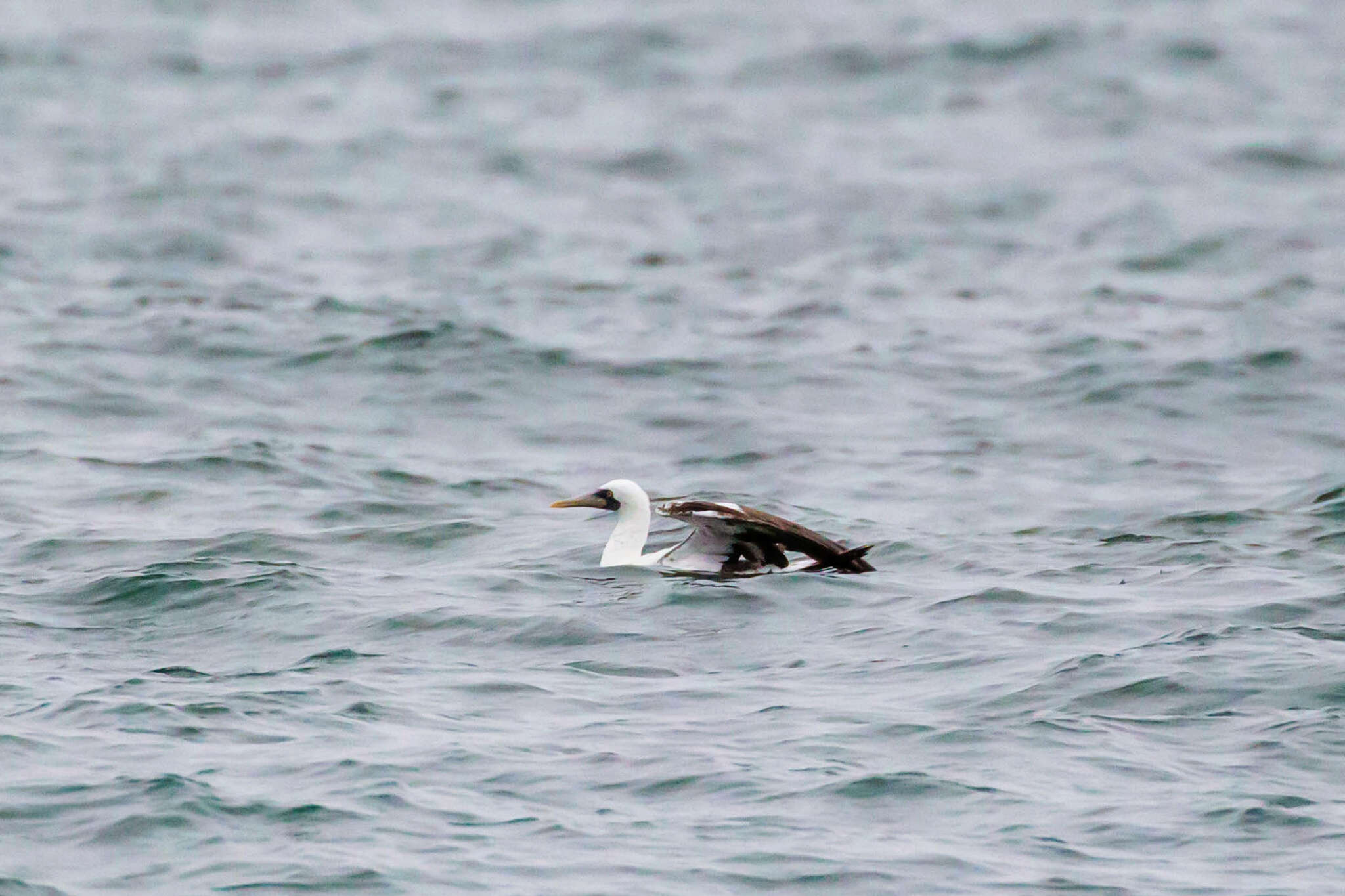 Image of Masked Booby