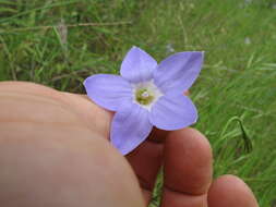 Image of Wahlenbergia stricta (R. Br.) Sweet