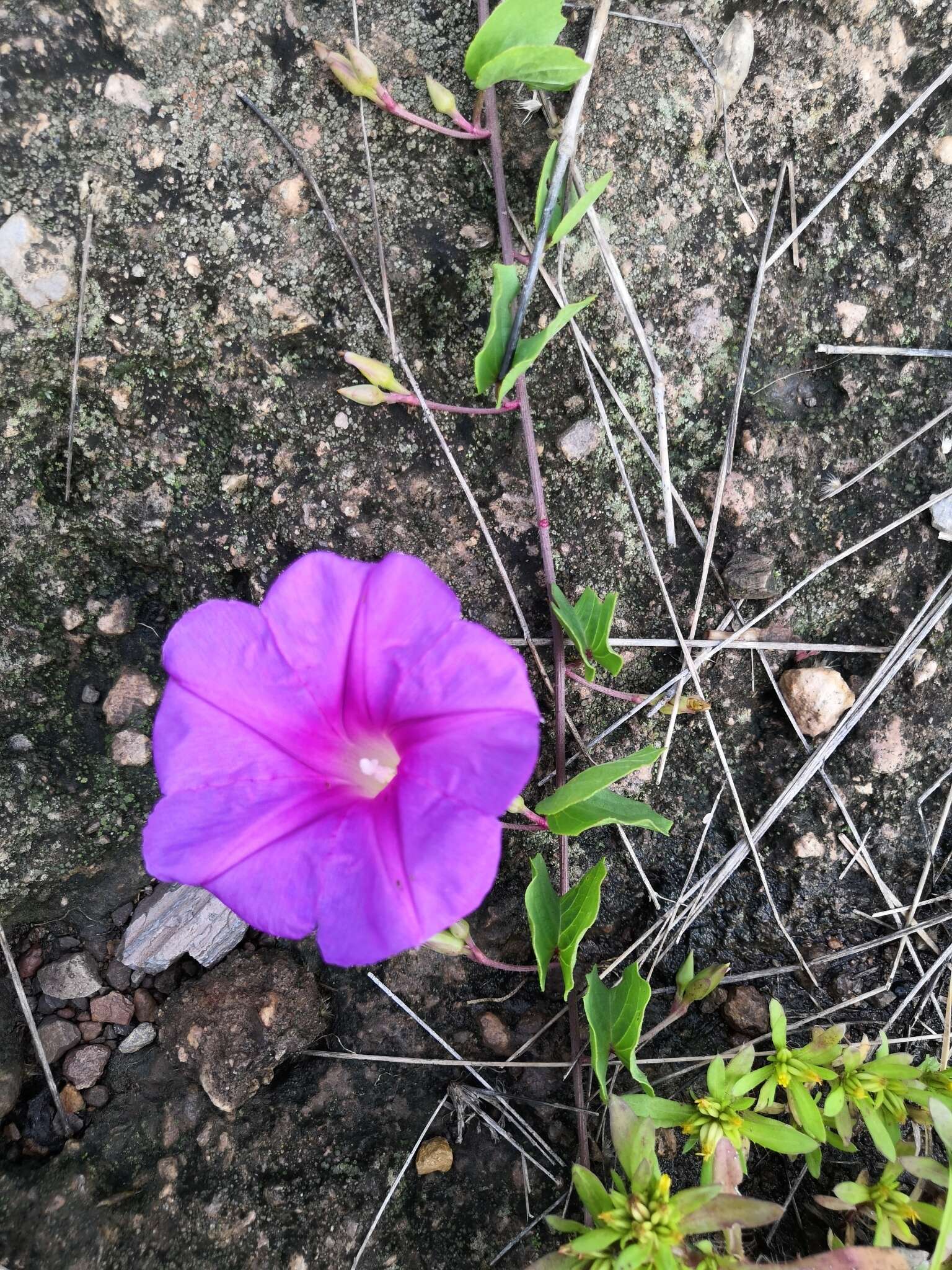 Ipomoea noctulifolia G. D. Mc Pherson resmi