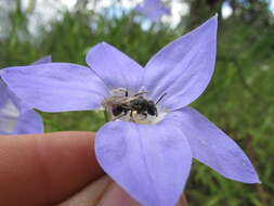 Image of Wahlenbergia stricta (R. Br.) Sweet