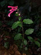 Image de Scutellaria isocheila Donn. Sm.