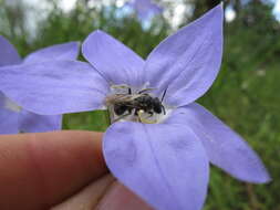 صورة Wahlenbergia stricta (R. Br.) Sweet