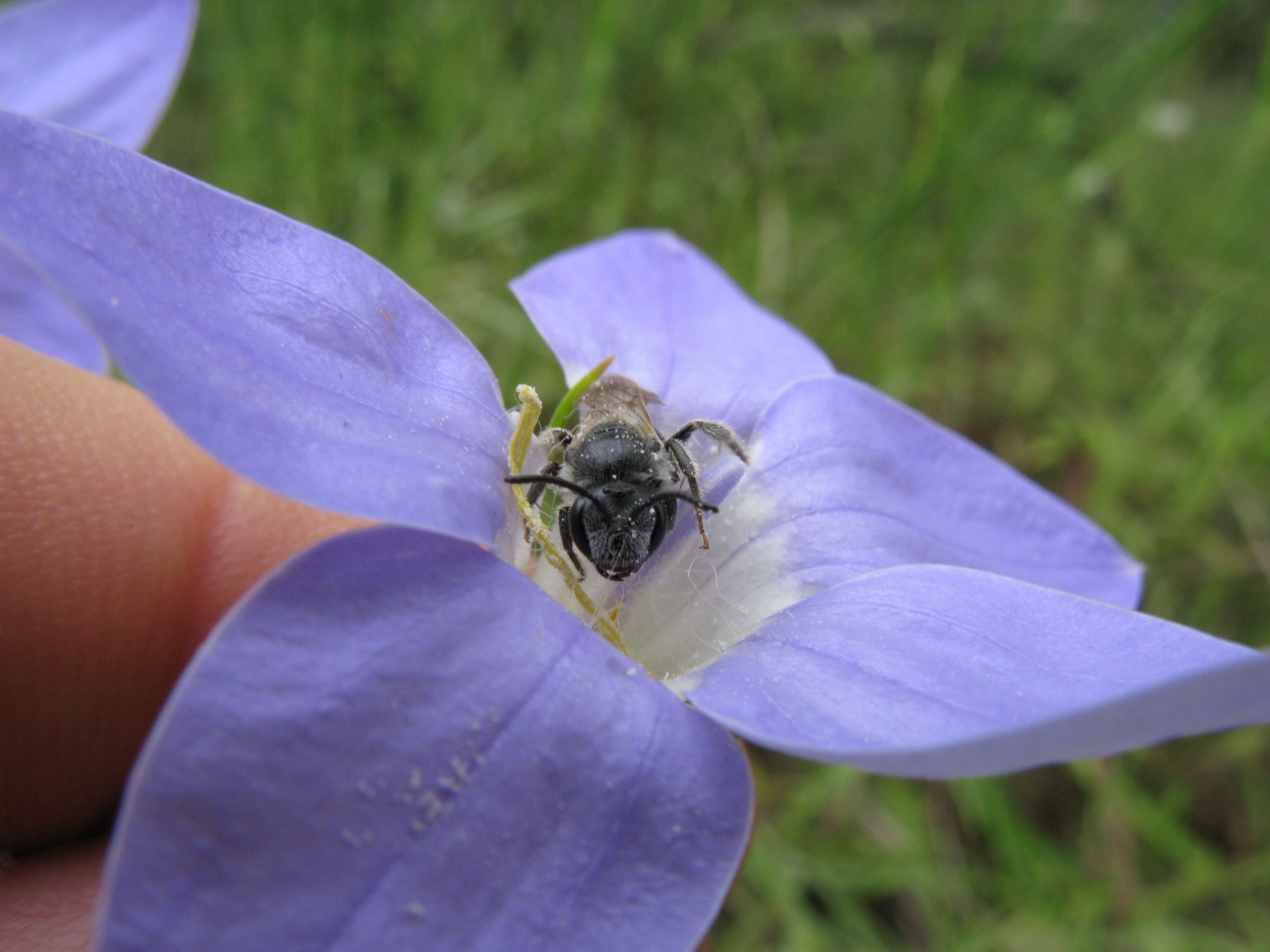 صورة Wahlenbergia stricta (R. Br.) Sweet