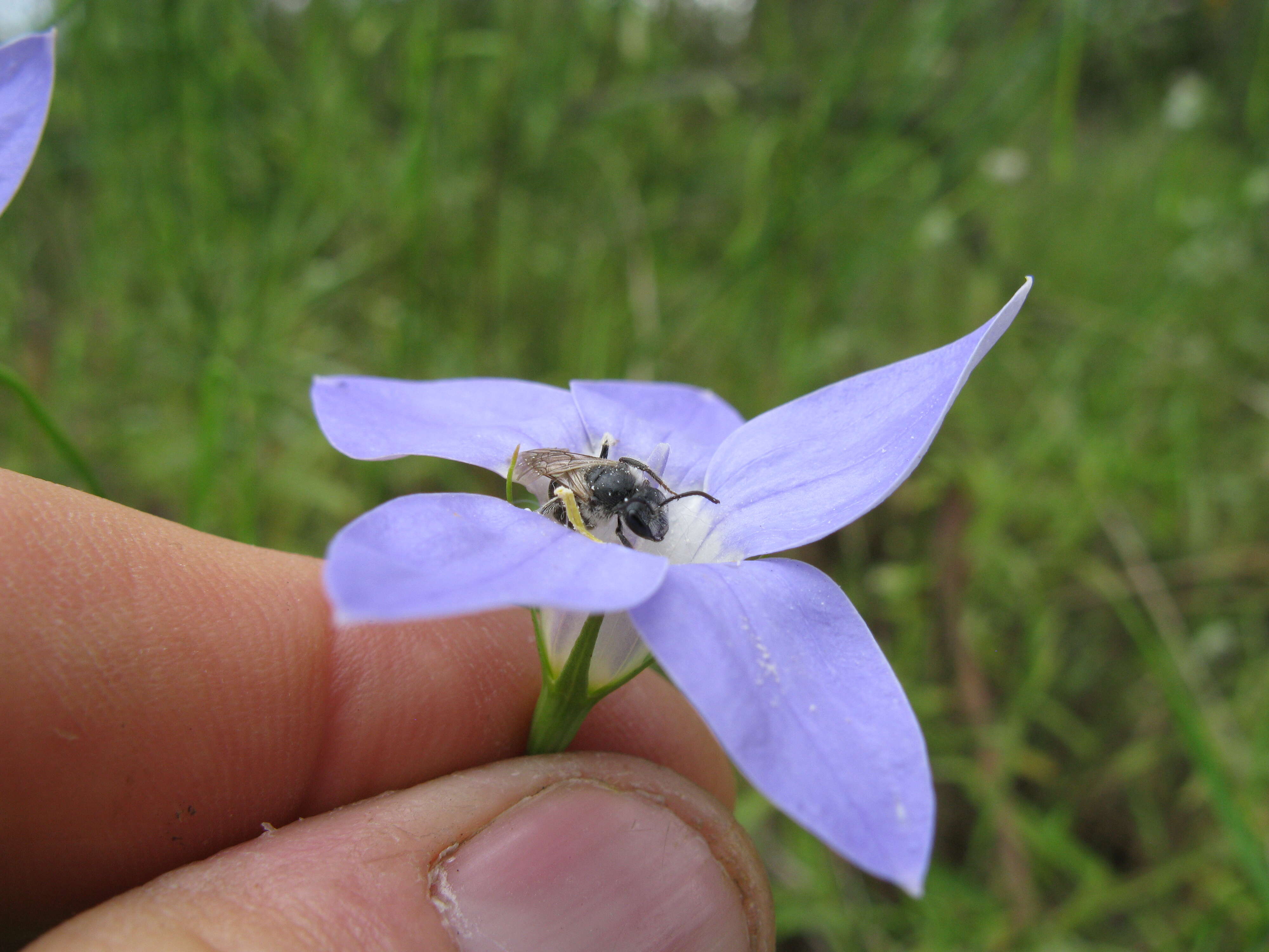 صورة Wahlenbergia stricta (R. Br.) Sweet