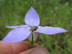 صورة Wahlenbergia stricta (R. Br.) Sweet