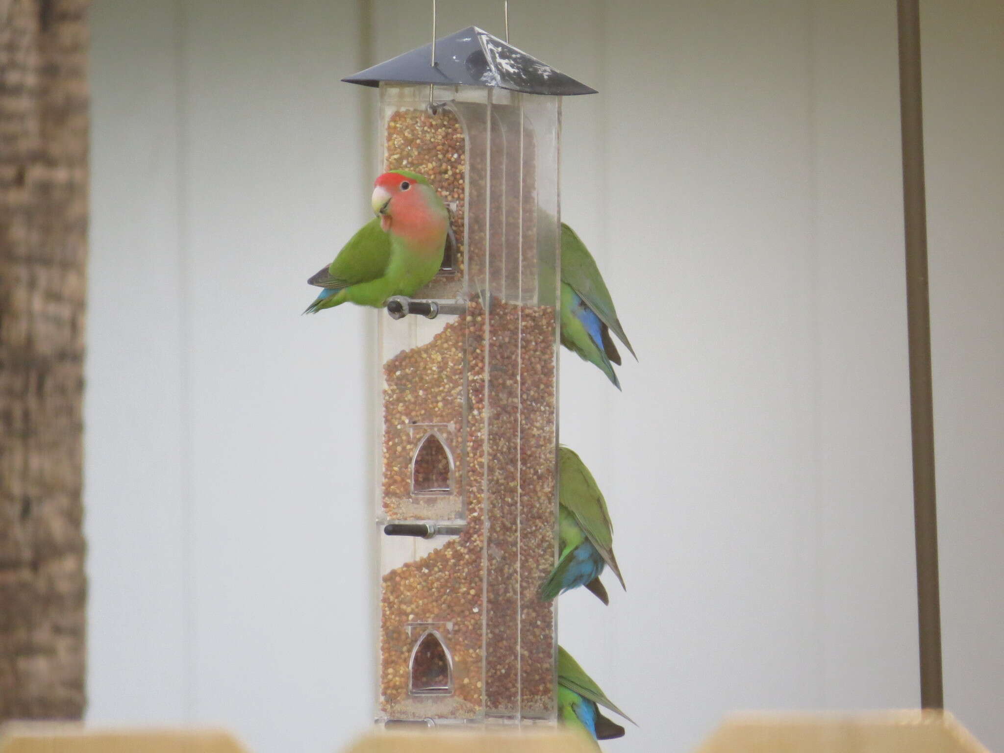 Image of Rosy-faced Lovebird