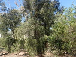 Image of Melaleuca shiressii (Blakely) Craven