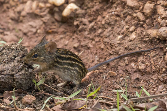 صورة Lemniscomys striatus (Linnaeus 1758)