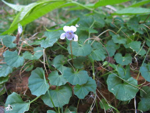 Image of Ivy-leaved Violet