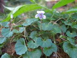 Image of Ivy-leaved Violet