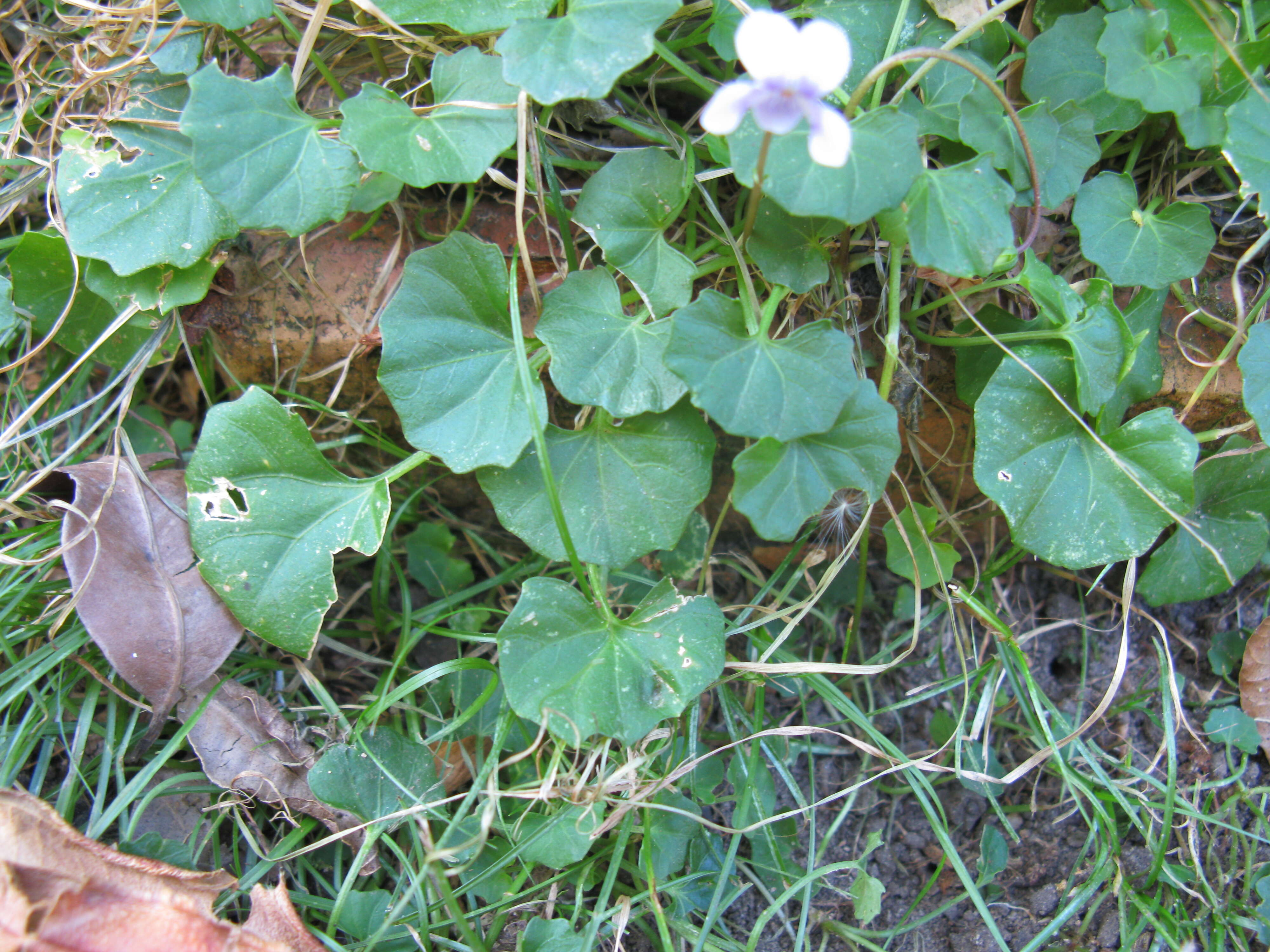 Image of Ivy-leaved Violet