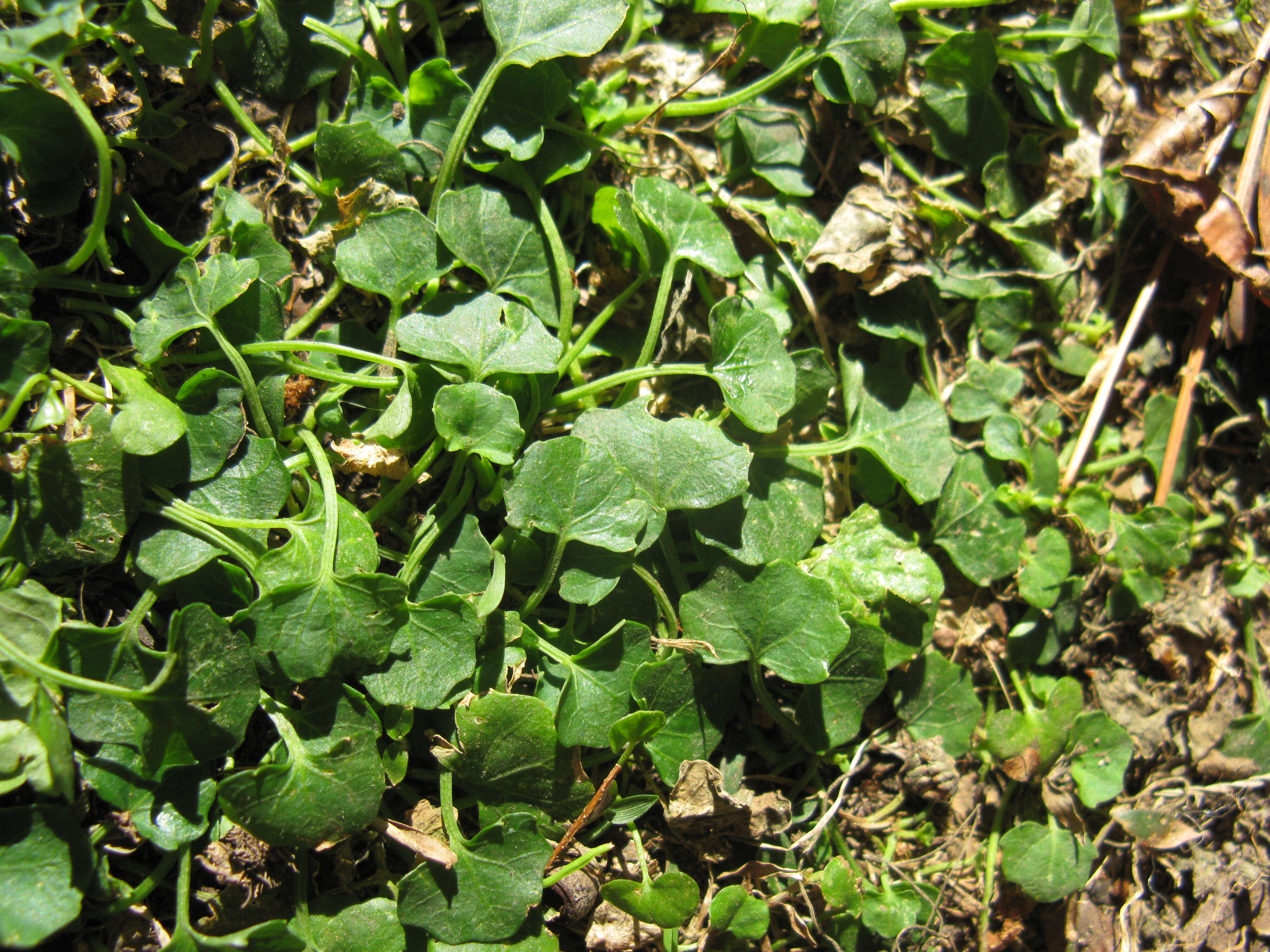 Image of Ivy-leaved Violet