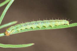 صورة Agonopterix ferulae Zeller 1847