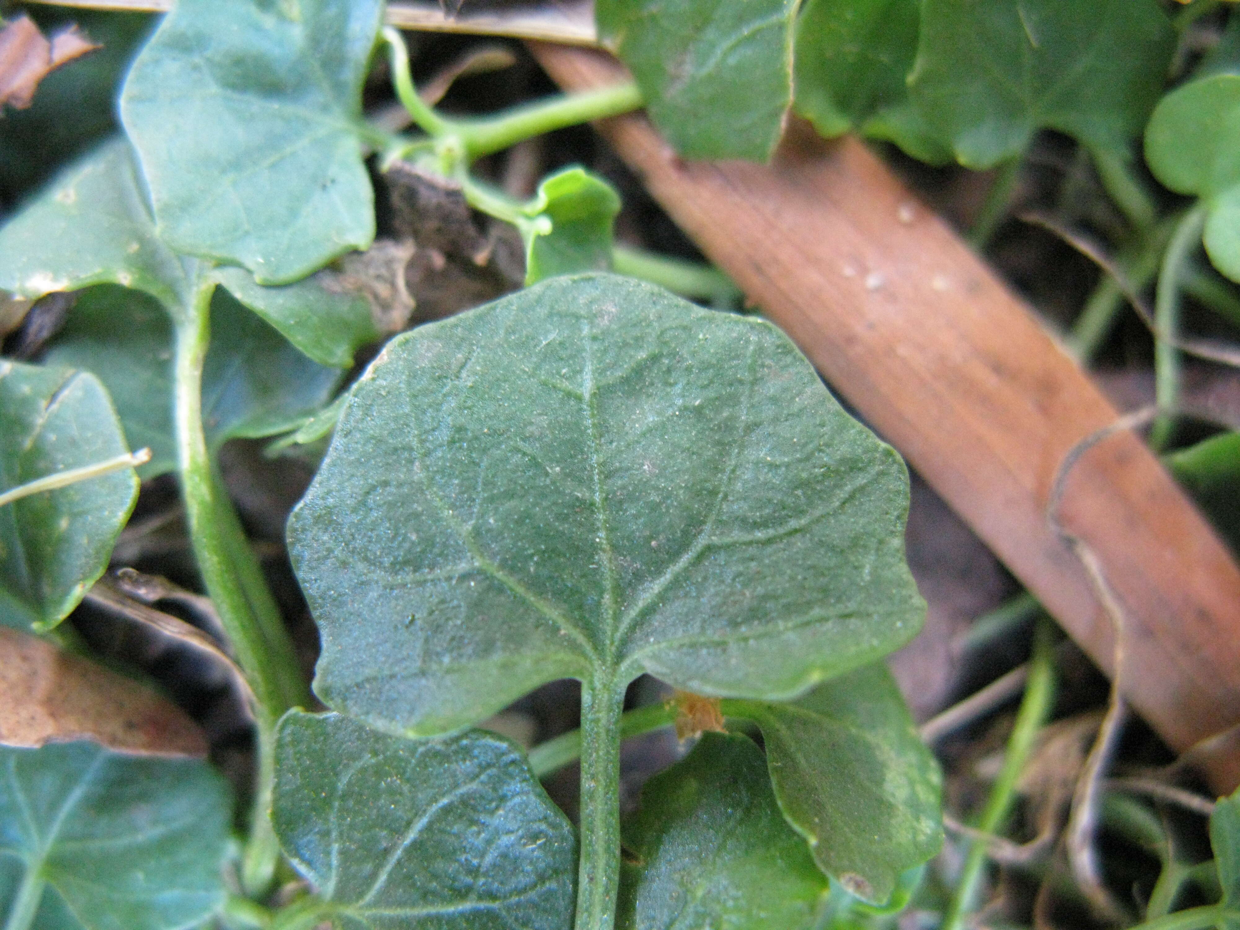 Image of Ivy-leaved Violet