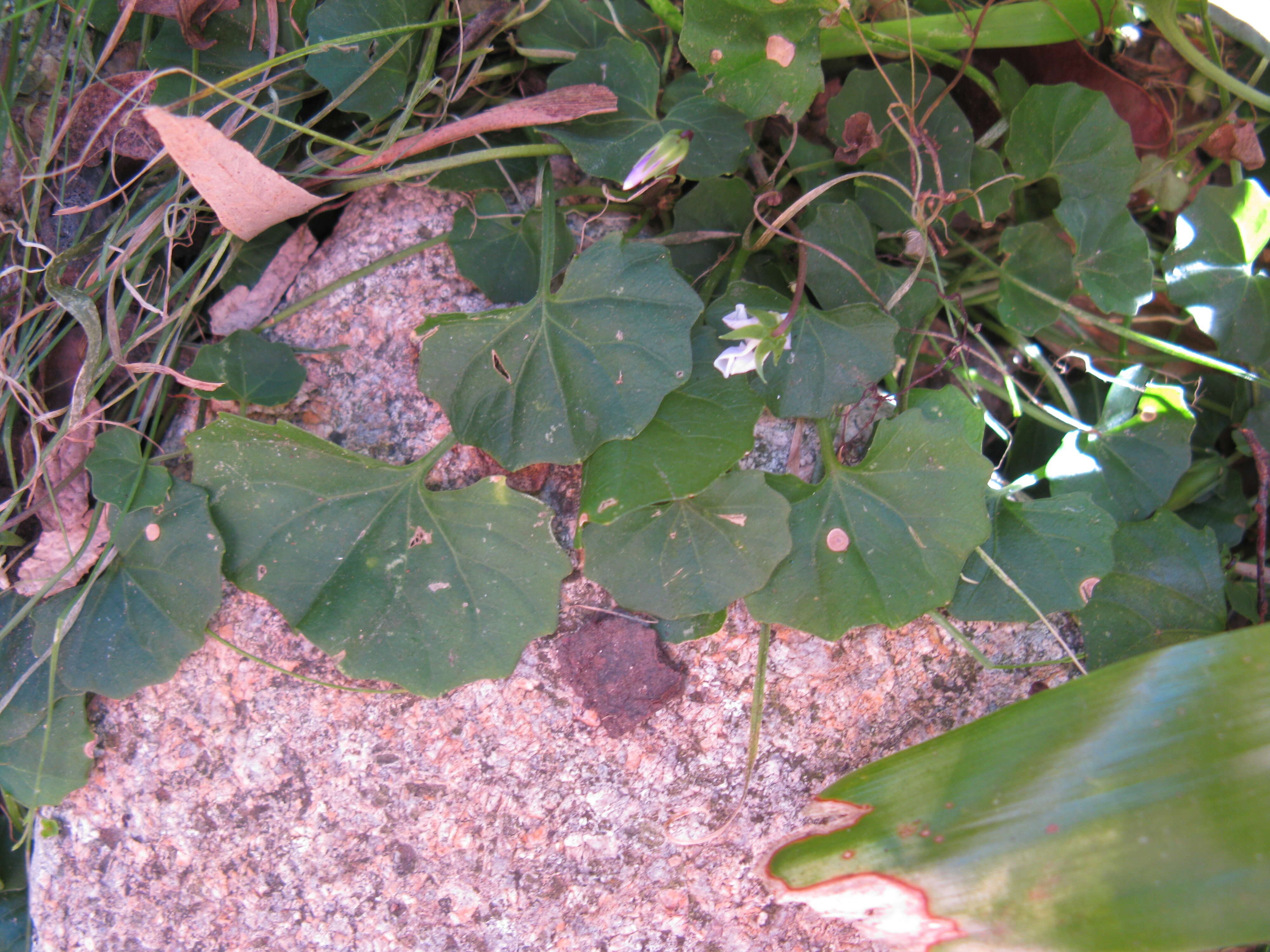 Image of Ivy-leaved Violet