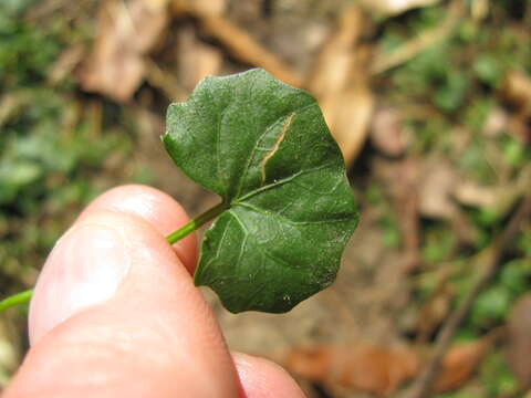 Image of Ivy-leaved Violet