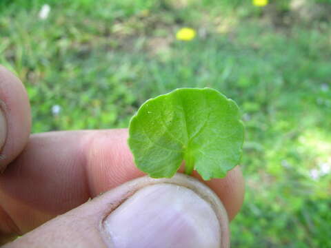 Image of Ivy-leaved Violet